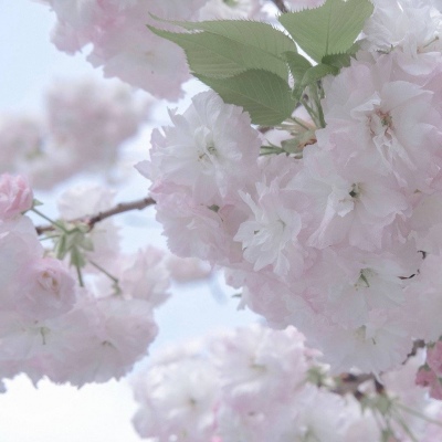 Furry插画背景绘制福瑞群